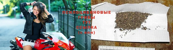 прущие грибы Дмитриев
